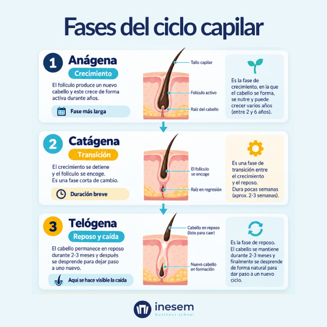 Fases del ciclo capilar