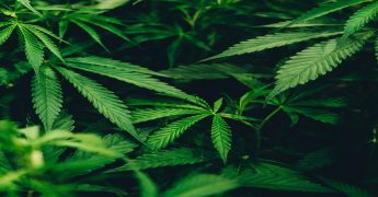 beneficios marihuana. ¿valece la pena?