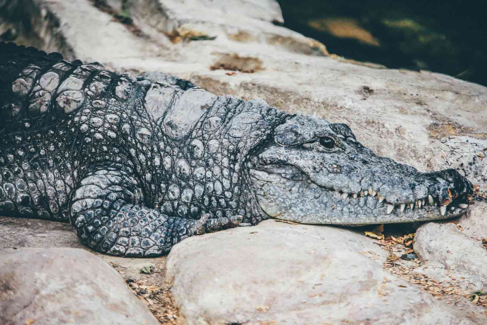 Krokodil: sus devastadores efectos físicos y sociales