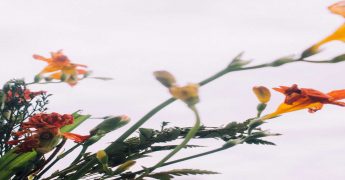 Fitoterapia y homeopatía: diferencias