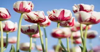 Remedios naturales para el resfriado