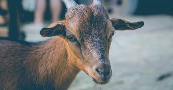 descubre que es la brucelosis