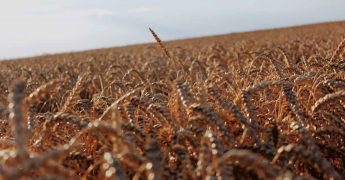 precios de los alimentos sin gluten