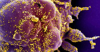 Segunda ola covid-19