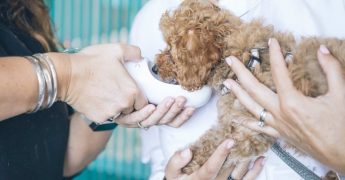 Qué hace un auxiliar de veterinaria