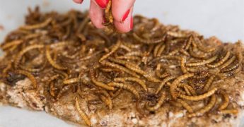 comer-insectos-gusanos