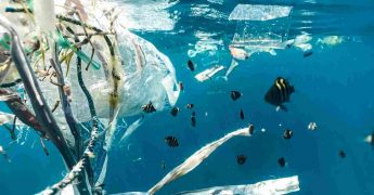 Plásticos en la comida