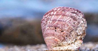 inmortalidad biológica