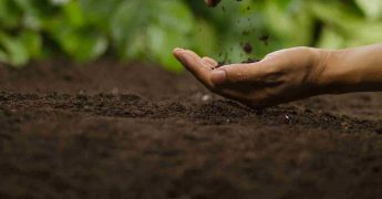 Microorganismos de suelo