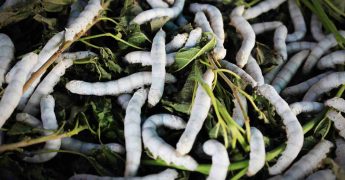 Gusanos que comen plástico