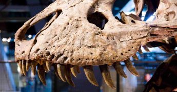 Depredadores prehistóricos