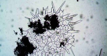 Células sintéticas