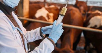 vacunas de los animales