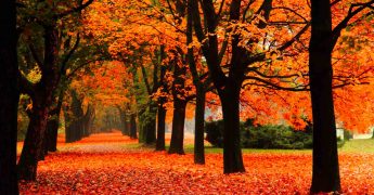 el proceso de duelo en la infancia