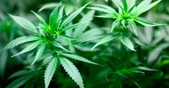 controversia sobre marihuana terapeutica