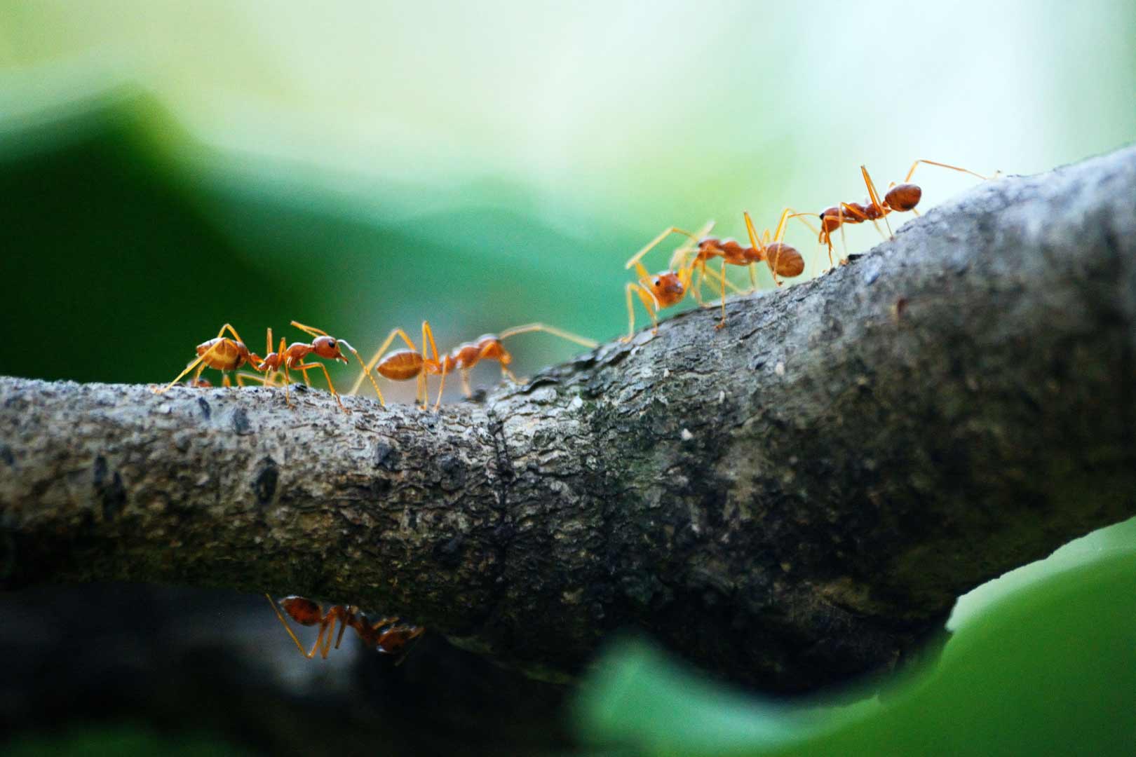 trabajan las hormigas y porqué deberías imitarlas