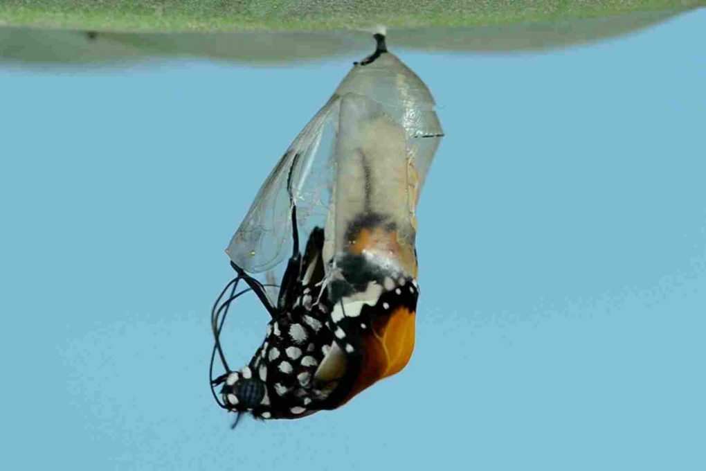 Digitalización de negocios