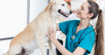 Gastos veterinarios deducibles