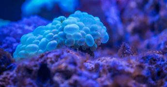 Contaminantes biológicos