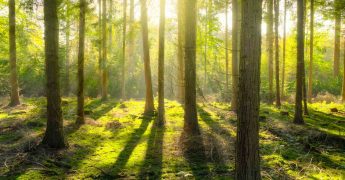 Árbol de causas positivas