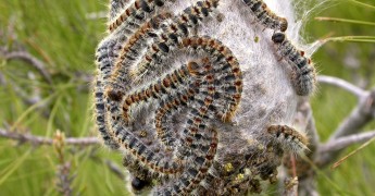 nido de procesionaria del pino