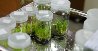 transgénicos (organismos modificados geneticamente) INESEM