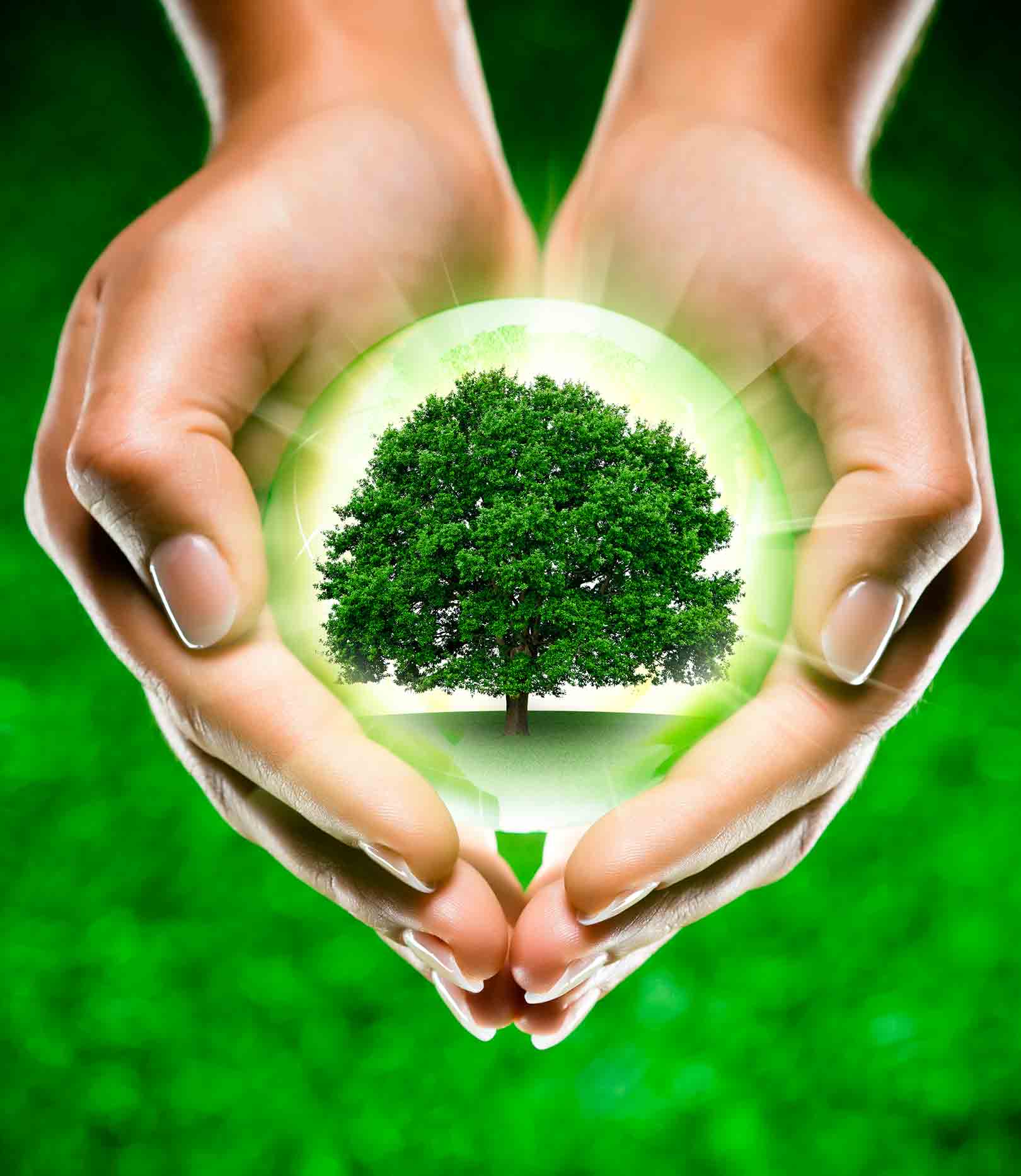 Оздоровление природы. Дерево в руках. Защита природы. Сохранение природы. Любовь к природе.