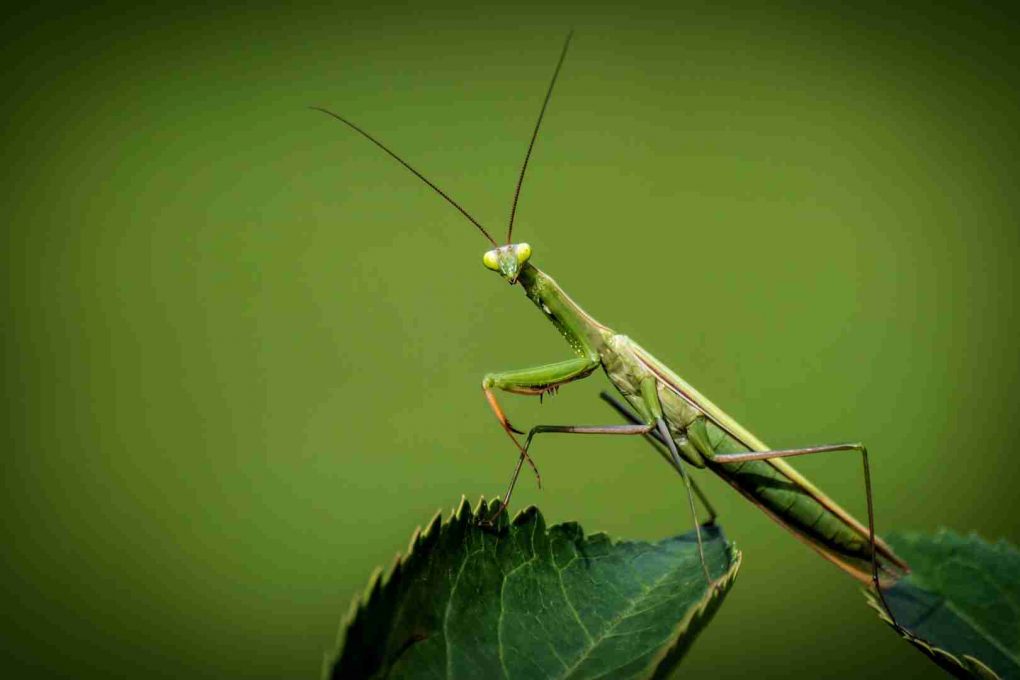 insectos beneficiosos