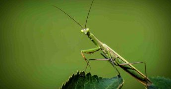 insectos beneficiosos