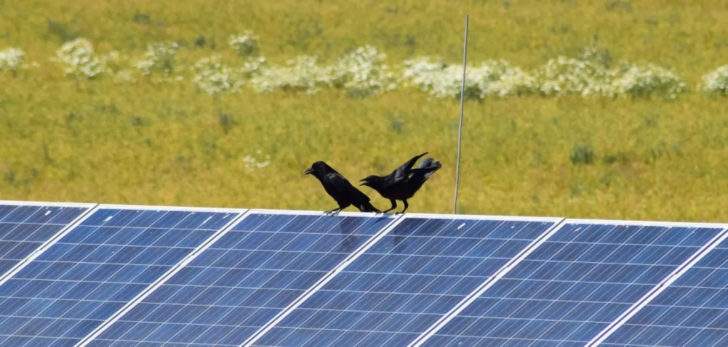 instalaciones fotovoltaicas y aves