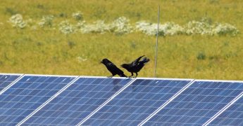 instalaciones fotovoltaicas y aves