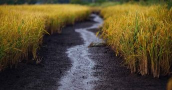 tratamientos biologicos de aguas residuales