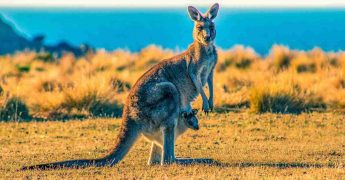 peculiaridades del inglés australiano