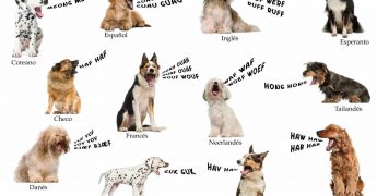 onomatopeyas en inglés